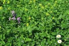 Thubinger_03_06_2018_02