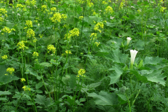 Thubinger_Zepperen__09_06_2018_04